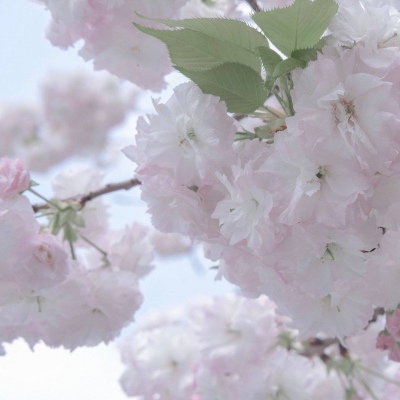 萨迦福瑞交流群